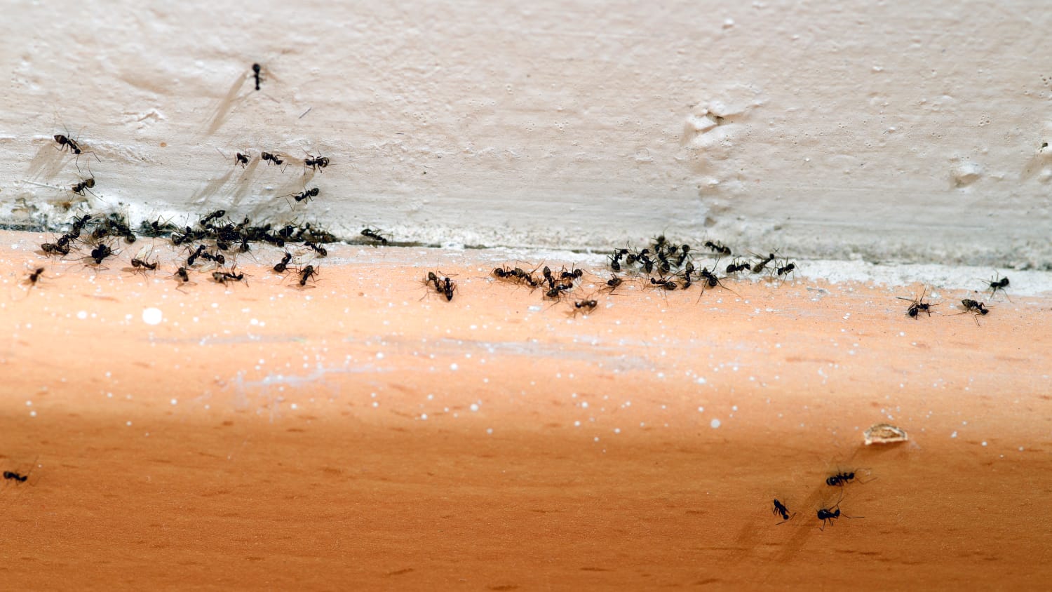 Ants on a skirting board