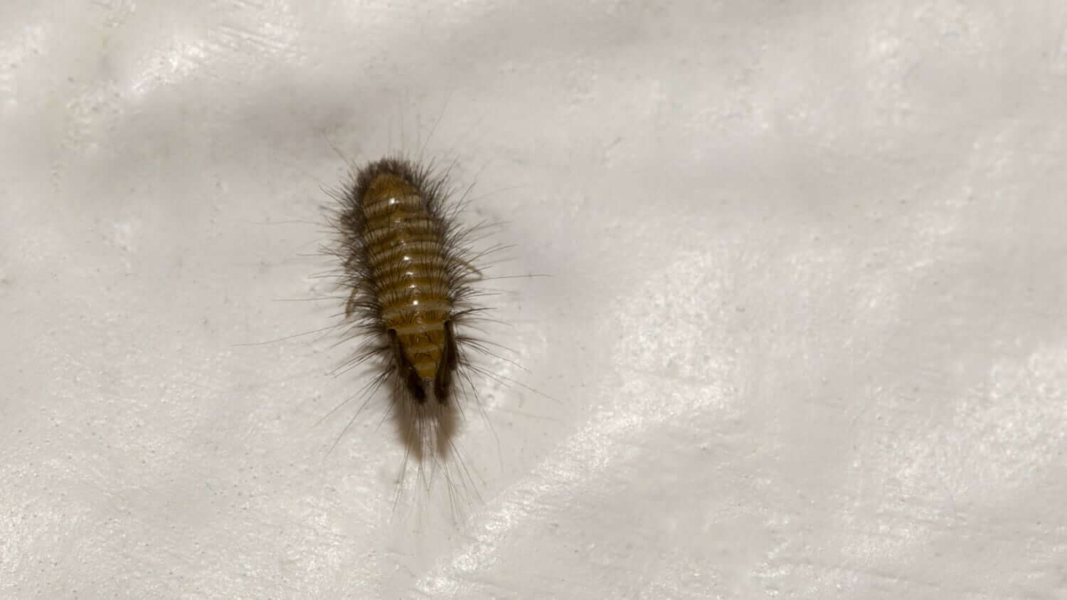 A carpet beetle larvae, also known as a woolly bear