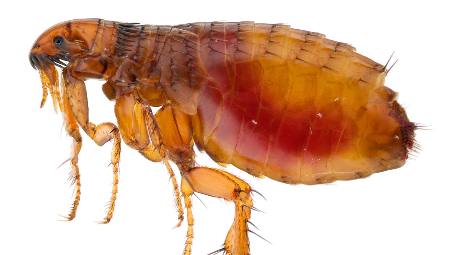 Closeup of a flea