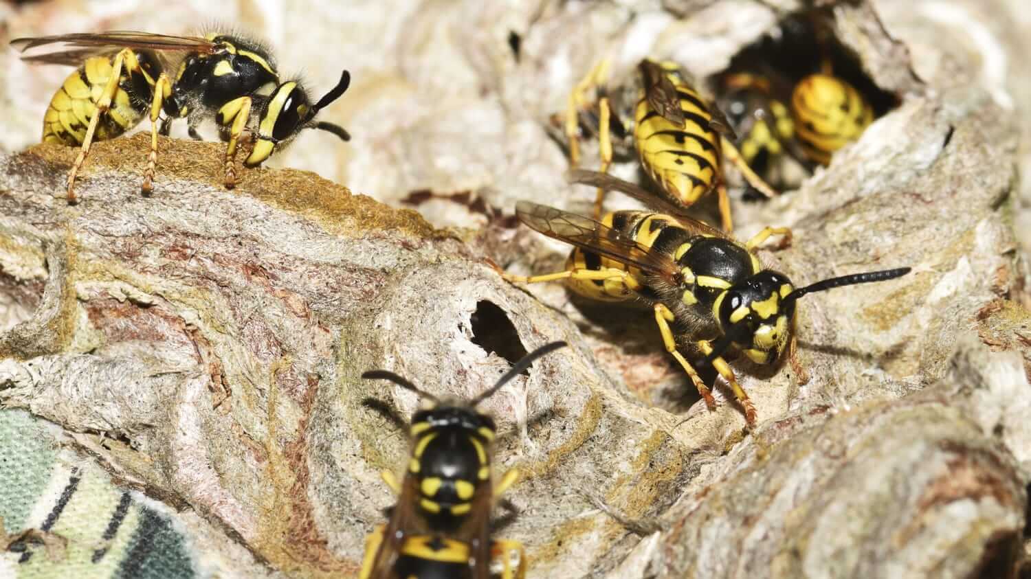 Wasps crawling on the outside of a nest